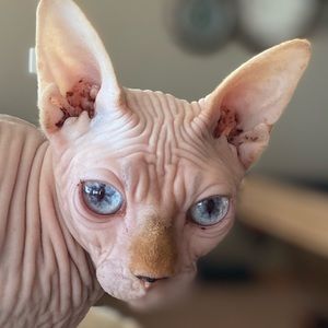 Meet your Posher, Lucie